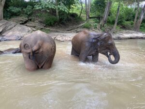 清邁大象洗澡